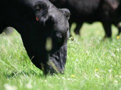 Wagyu beef