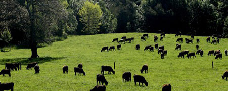 Mollendo’s Breeding in Chile