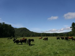 The farm is located in the south of Chile