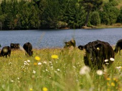 Mollendo l ’élevage de ces animaux à la suite d ’un contrôle strict